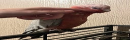 Parakeets birds for sale: Galah cockatoo  - Advert 9