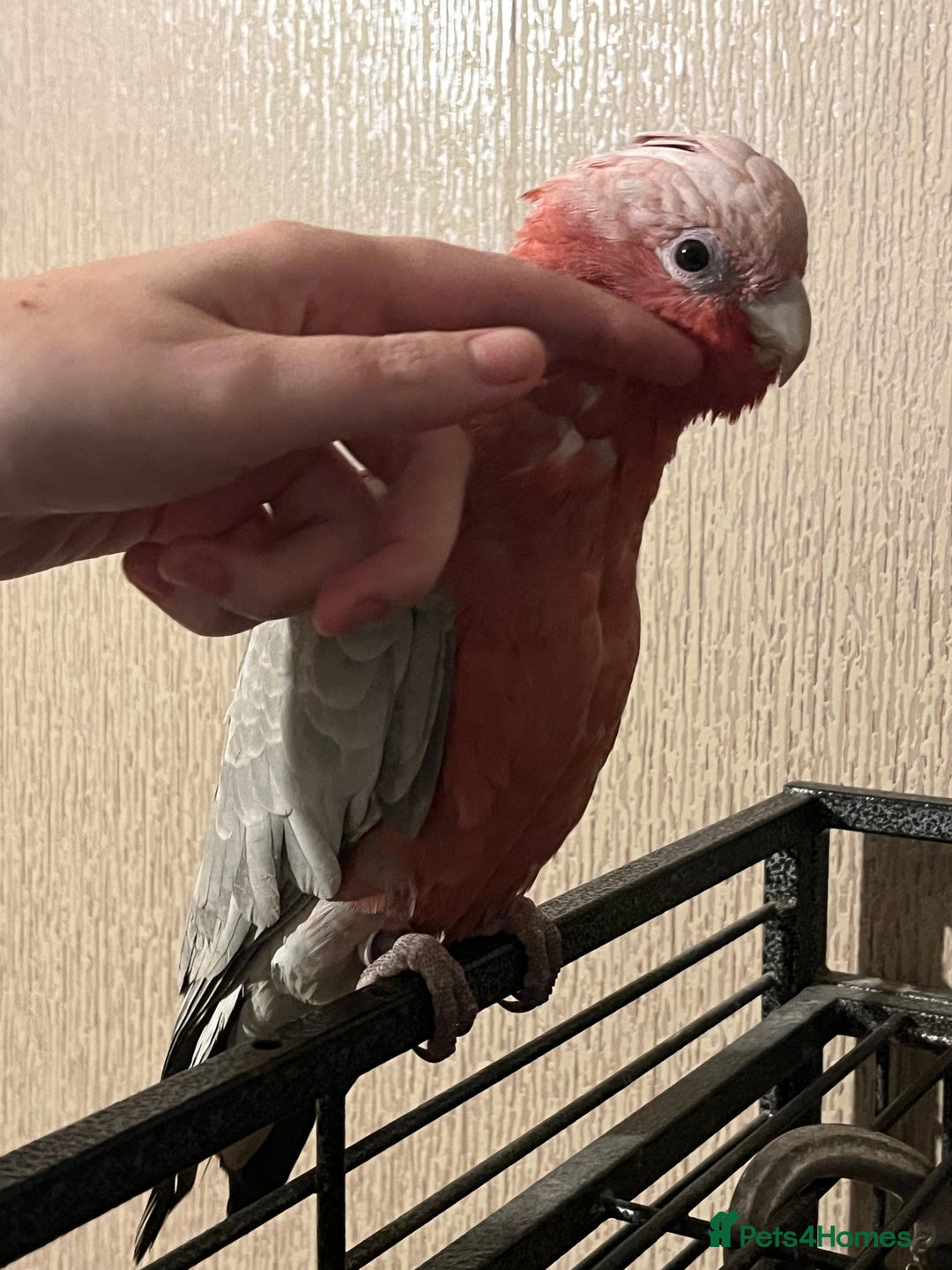 Parakeets birds for sale: Galah cockatoo  - Advert 9