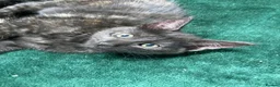 Mixed Breed cats for sale: Maine Coon mix - Advert 7