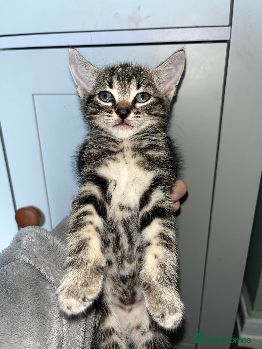 Mixed Breed cats for sale: 7 kittens looking for a home - Image 6