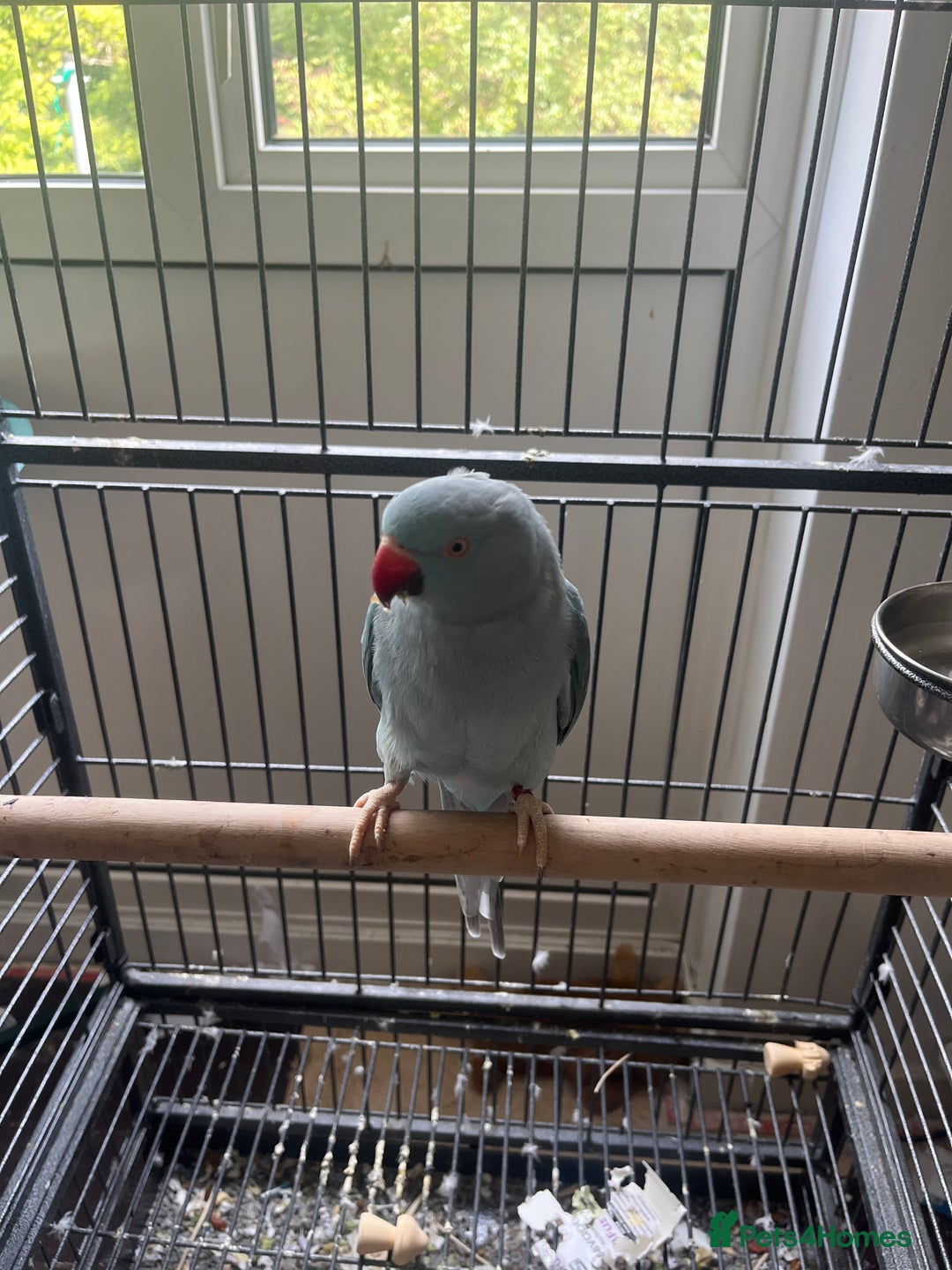 Ringnecks birds for sale: Female Ringneck - Image 3