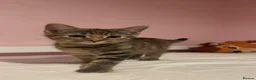 Mixed Breed cats for sale: Bengal cross kittens  - Advert 8