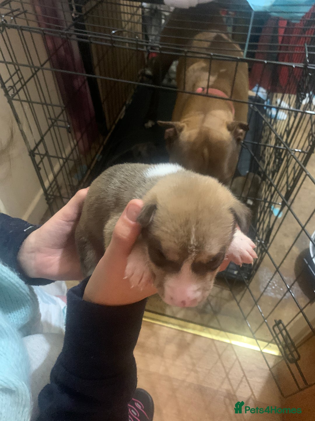 Mixed Breed dogs for sale: 5 Alaskan malamute x Staffordshire bull terrier  - Image 5