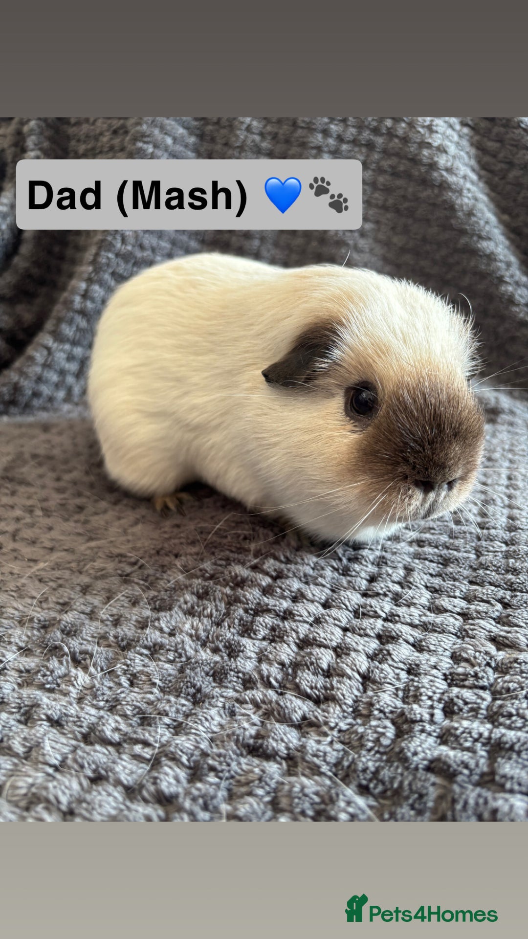 Guinea Pig rodents for sale: Young bonded male guinea pigs 🩶🤍 - Advert 11