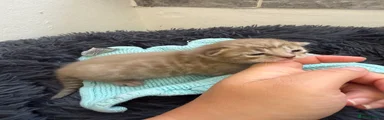 Bengal mink boy 