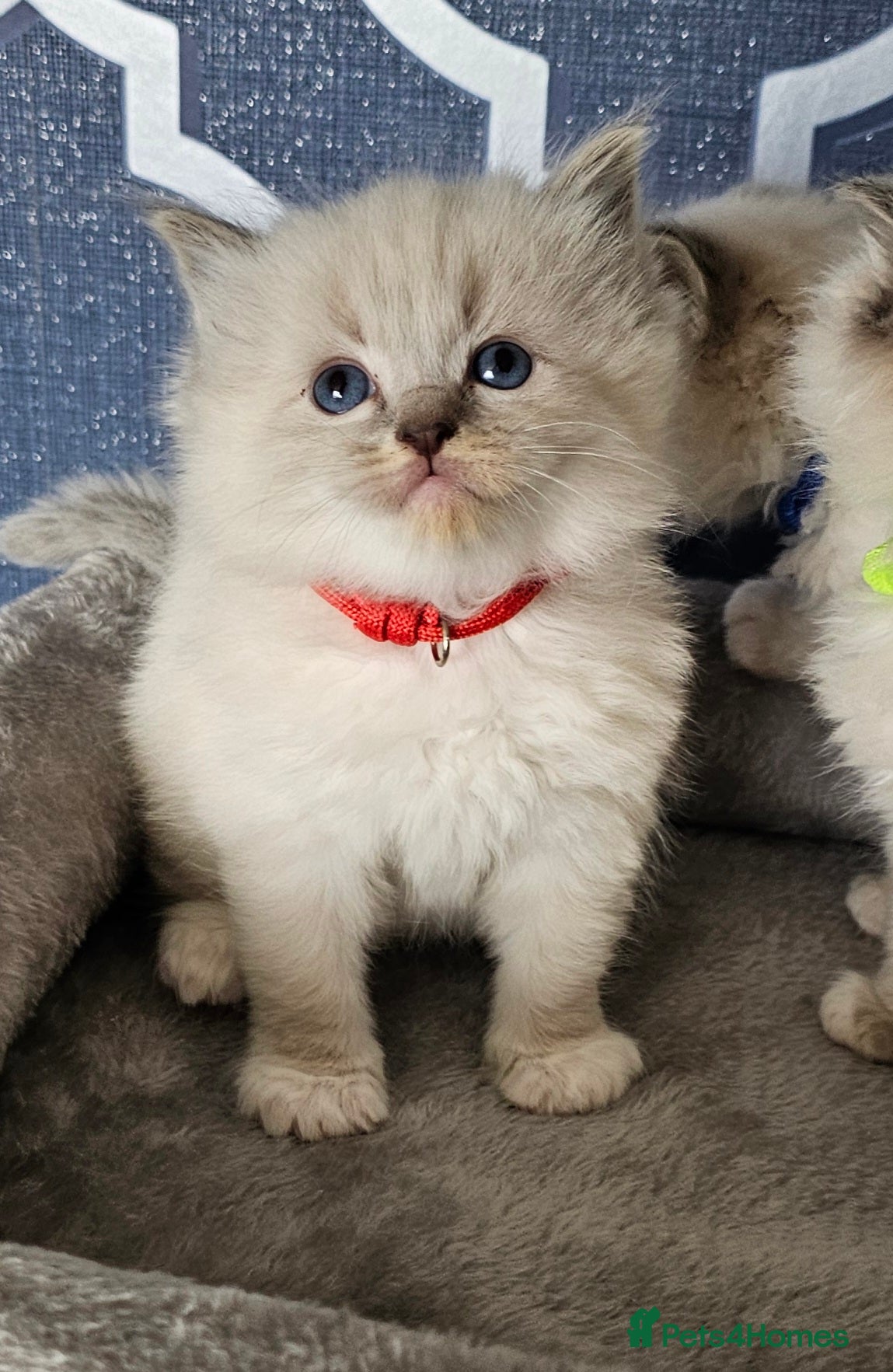 Ragdoll cats Stunning GCCF registered kittens  - Advert 5