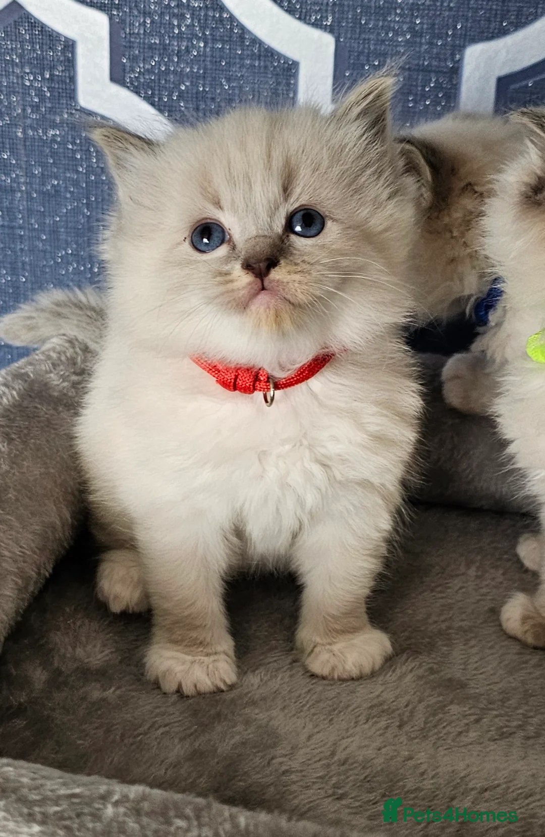 Ragdoll cats for sale: Stunning GCCF registered kittens  - Advert 1