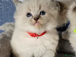 Ragdoll cats Stunning GCCF registered kittens - Advert 3