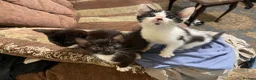 Mixed Breed cats for sale: Kittens ready to leaven 💕 - Advert 3