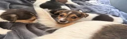Jack Russell dogs for sale: Super Jack Russell puppies - Advert 4