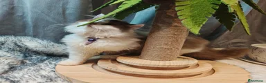 British Longhair 2