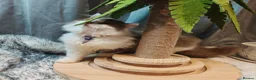 British Longhair cats for sale: Cinnamon bi colour, blue golden  - Advert 17