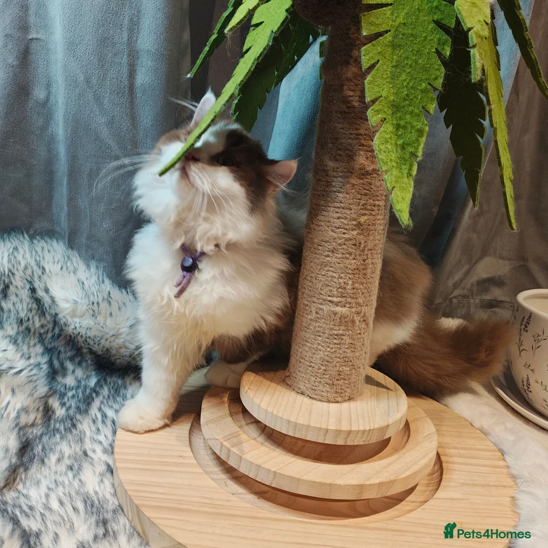 British Longhair cats for sale: Cinnamon bi colour, blue golden  - Advert 17