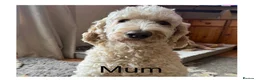 Mixed Breed dogs for sale: Multigeneration Cream/Apricot Double Labradoodles  - Advert 19