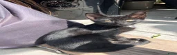 Domestic Shorthair cats for sale: 3 black kittens and mother  in London - Advert 4