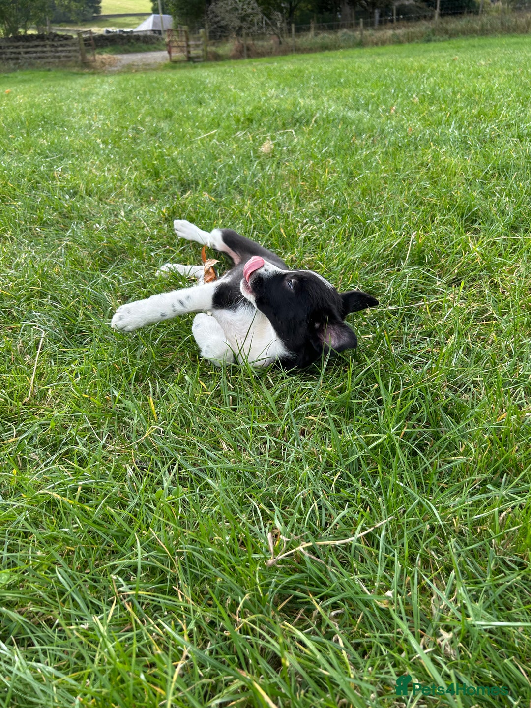 Border Collie dogs for sale: ⭐️ Border Collie Puppies ⭐️ - Image 27