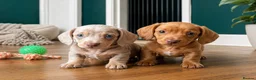 Miniature Dachshund dogs for sale: 🌟 2 Beautiful kc Miniature Dachshund Puppies 🌟 - Advert 1