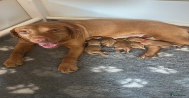 Labrador Retriever dogs - Advert 6