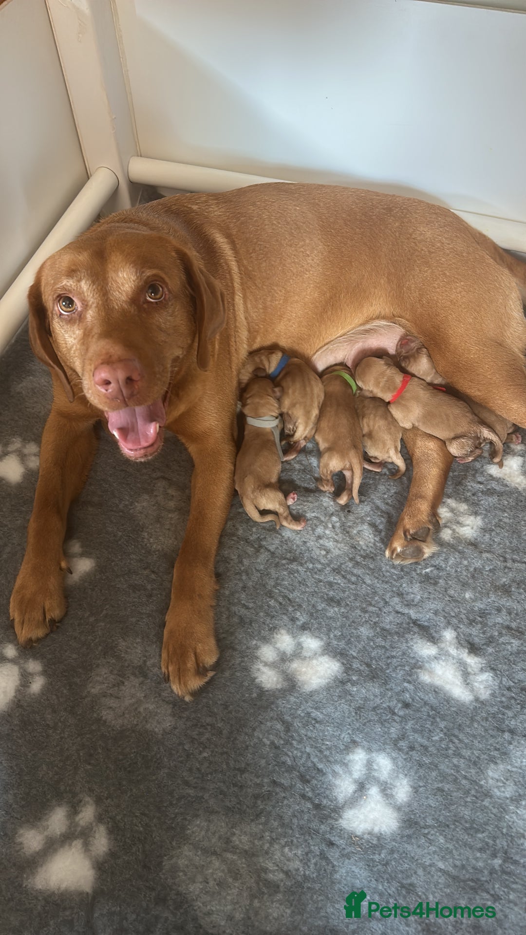 Labrador Retriever dogs for sale: Pedigree Fox Red Labrador KC Reg Health Tested - Image 3
