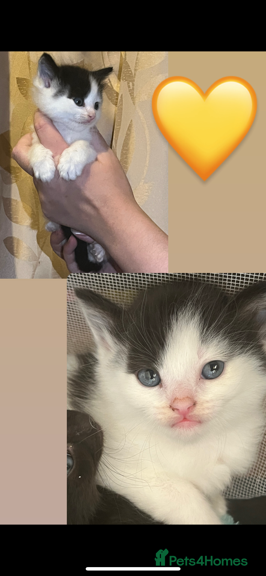 Mixed Breed cats for sale: Gorgeous kittens for sale  - Image 7