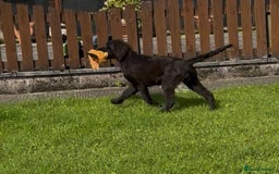 Flat coated Retriever dogs for sale: Black Flatcoat retriever puppies for sale  - Image 9