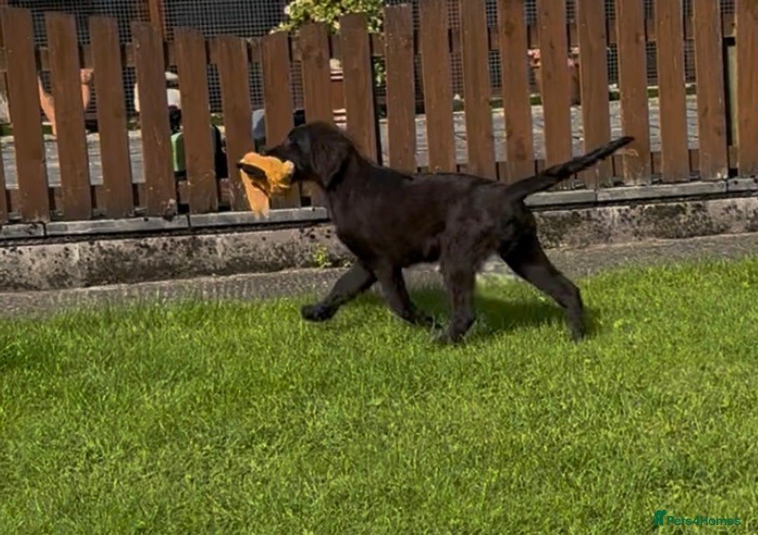 Flat coated Retriever dogs for sale: Black Flatcoat retriever puppies for sale  - Image 9