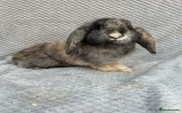 Mini Lop rabbits for sale: 3 handsome young boy rabbits - Image 7