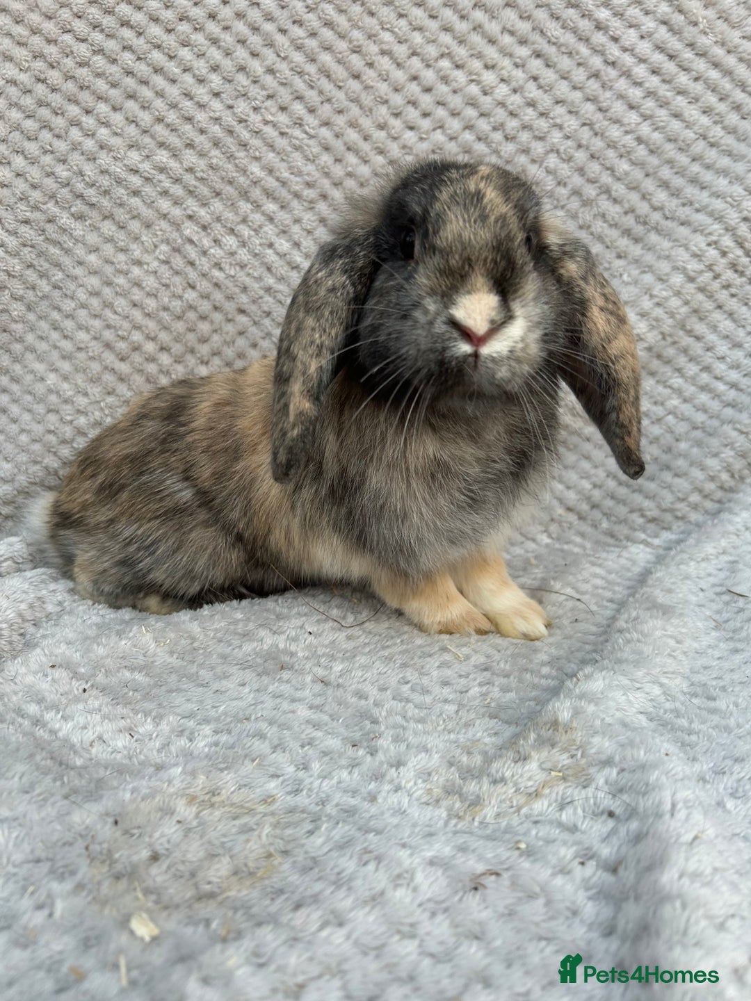Mini Lop rabbits for sale: 3 handsome young boy rabbits - Image 7