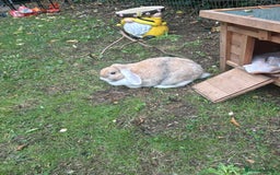 Mini Lop rabbits for sale: Male and female pet rabbits - Image 2