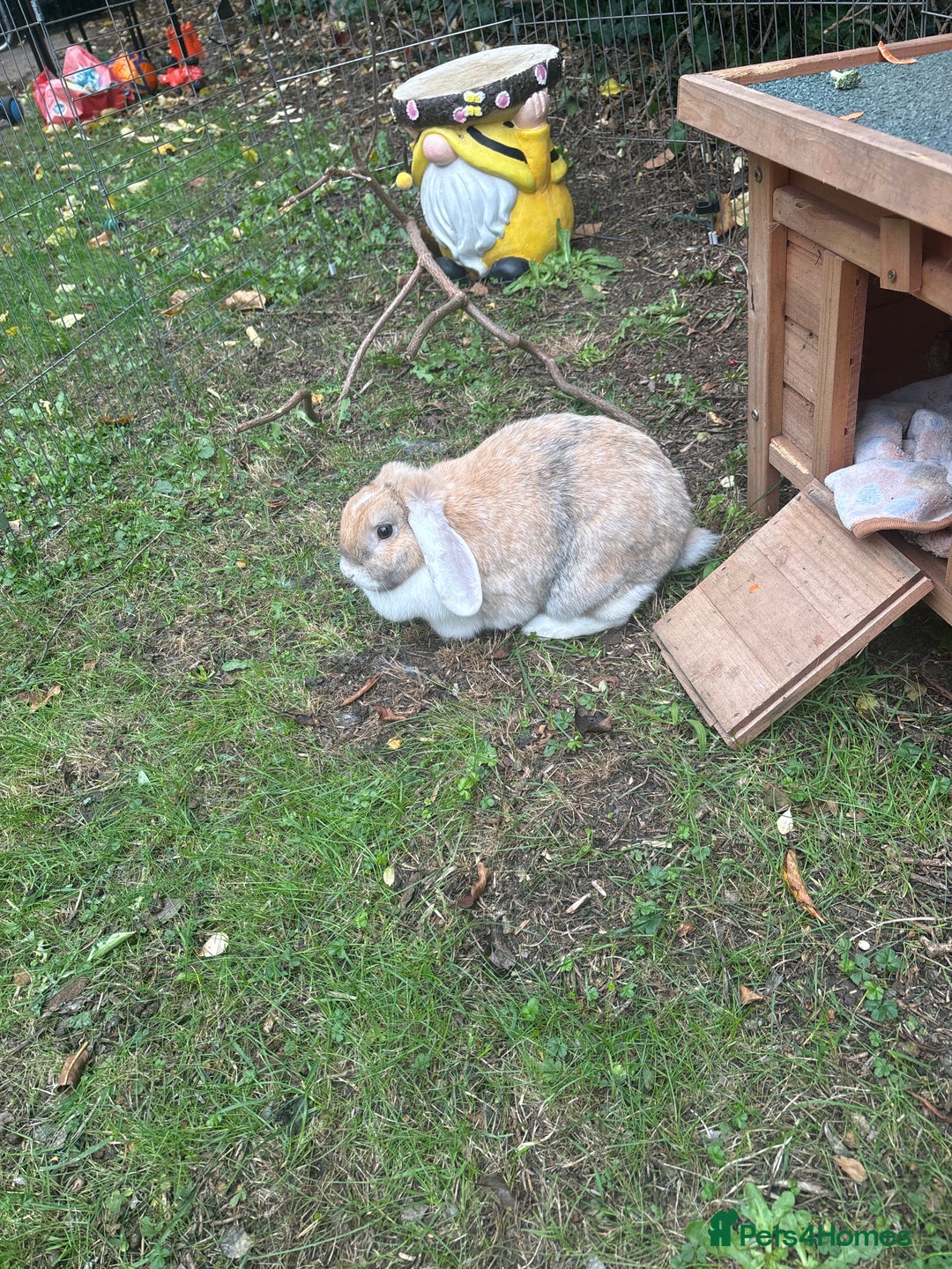 Mini Lop rabbits for sale: Male and female pet rabbits - Image 2