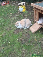 Mini Lop rabbits - Advert 16