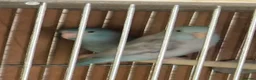 Parakeets birds for sale: Finches canarys doves parakeets parrots  - Advert 2