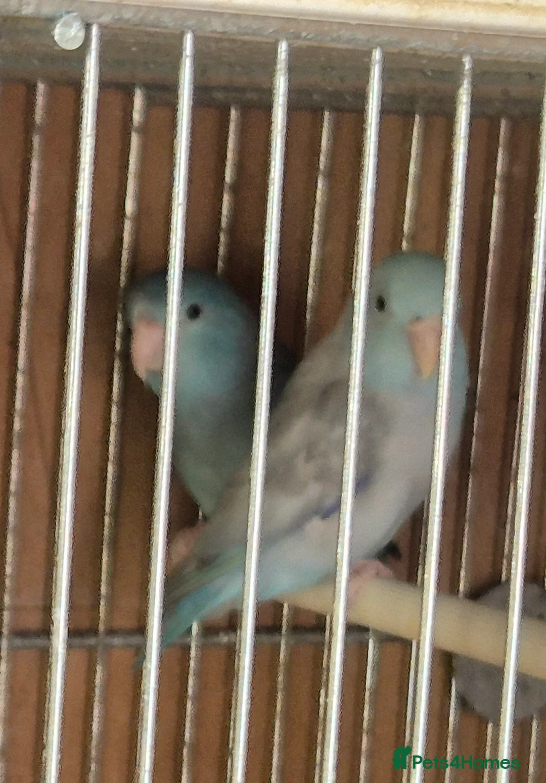 Parakeets birds for sale: Finches canarys doves parakeets parrots  - Advert 2