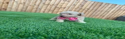 Cockapoo dogs for sale: 🐾 Adorable F1BB Teddy bear toy cockapoos 🐾 - Advert 26