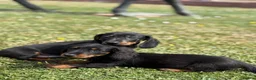 Dachshund dogs for sale: Dachshund puppies  - Advert 3