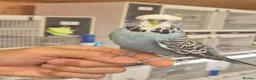 Budgerigars birds for sale: Tamed cock  - Advert 3