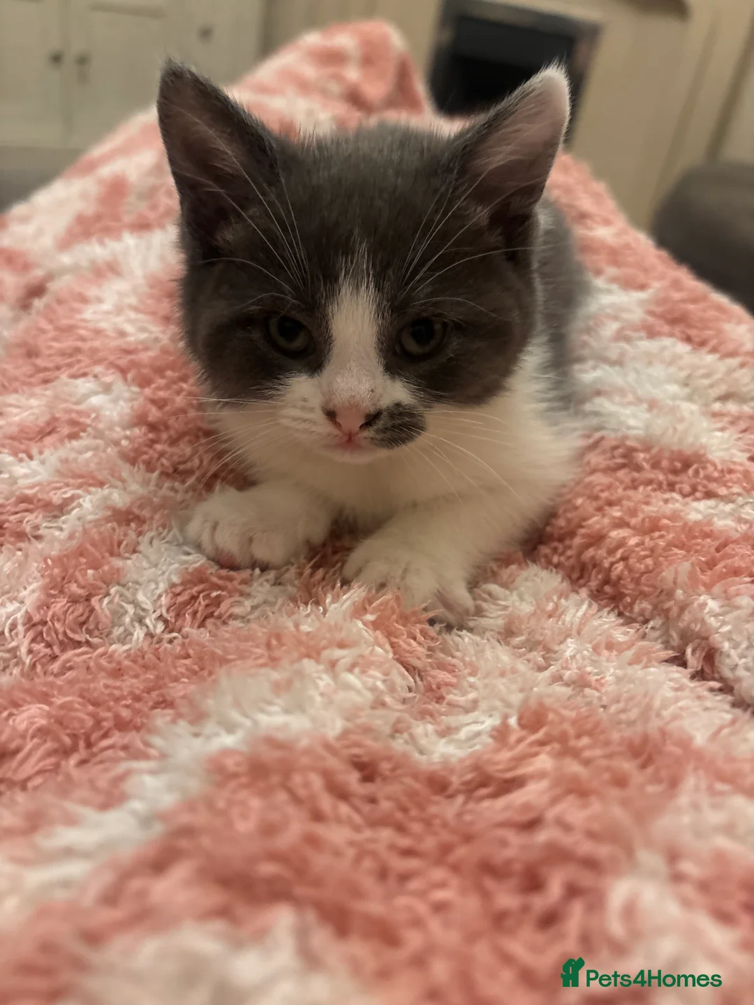 Mixed Breed cats for sale: 3 loveable, playful kittens  - Advert 2