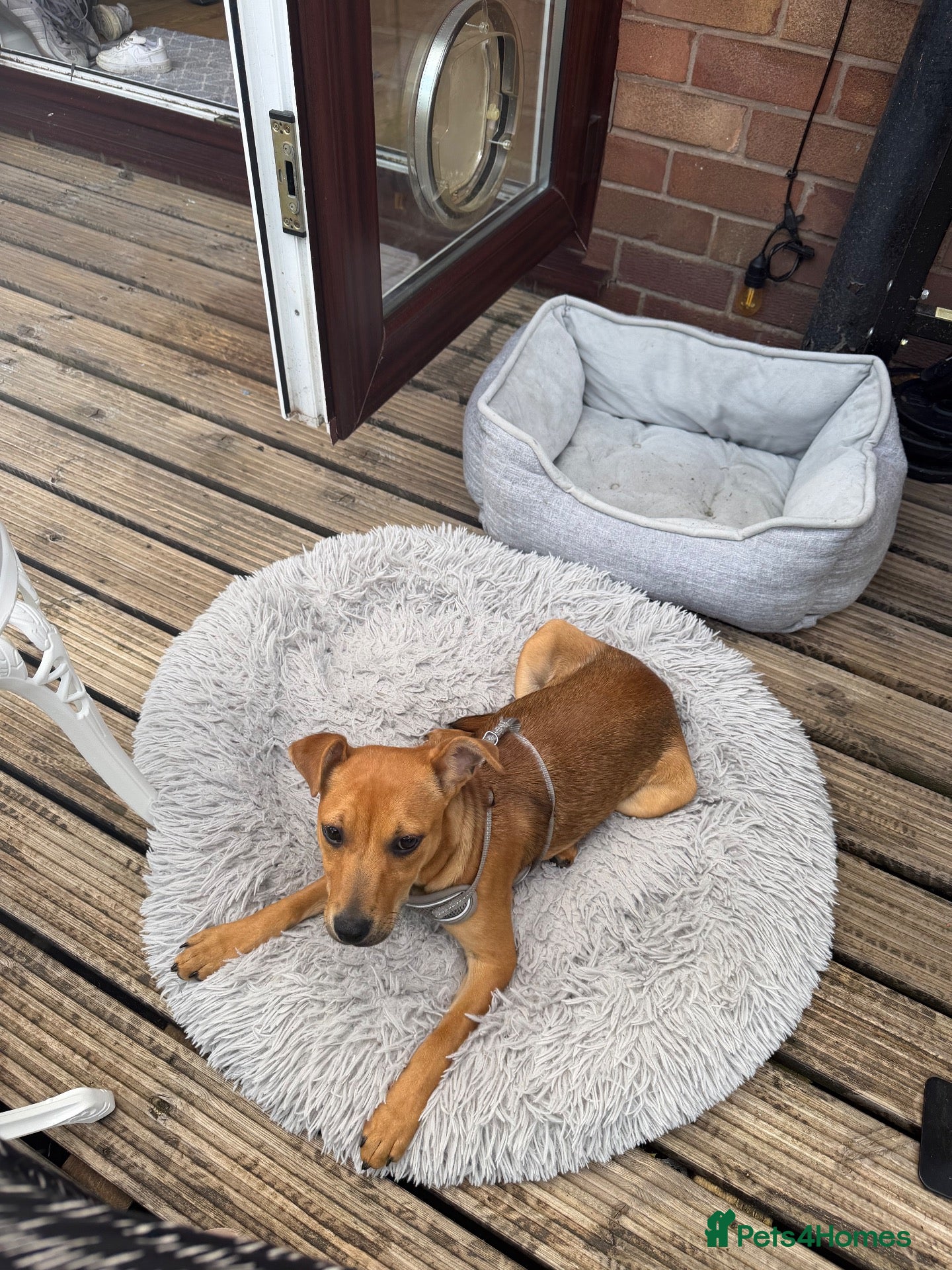 Mixed Breed dogs 8 month old jack Russel x staffy - Advert 2