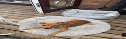 Mixed Breed dogs for sale: 8 month old jack Russel x staffy - Advert 1