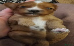 Cavapoo dogs for sale: Exceptional Quality F1 Cavapoos - Advert 10