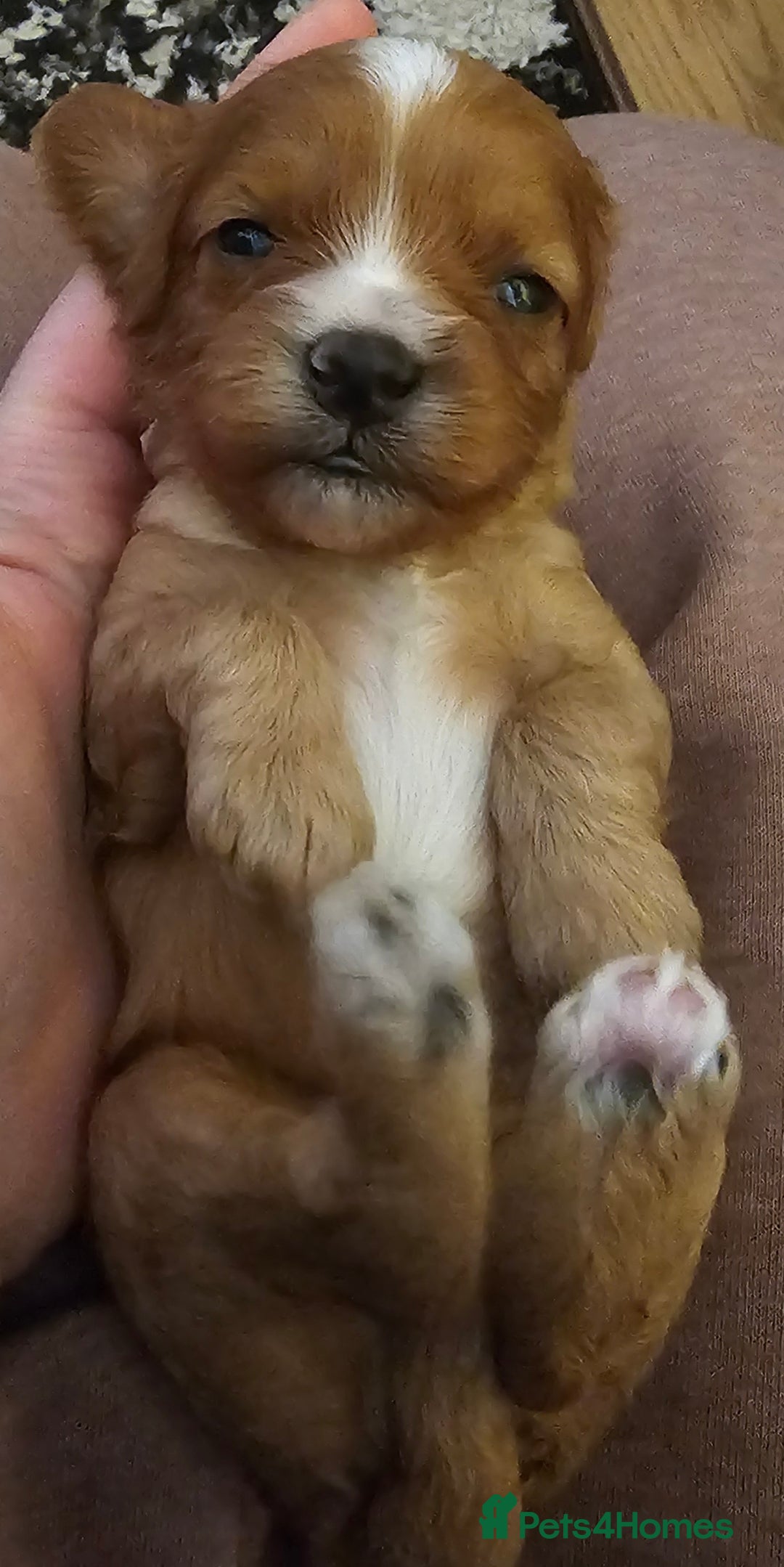 Cavapoo dogs for sale: Exceptional Quality F1 Cavapoos - Advert 10