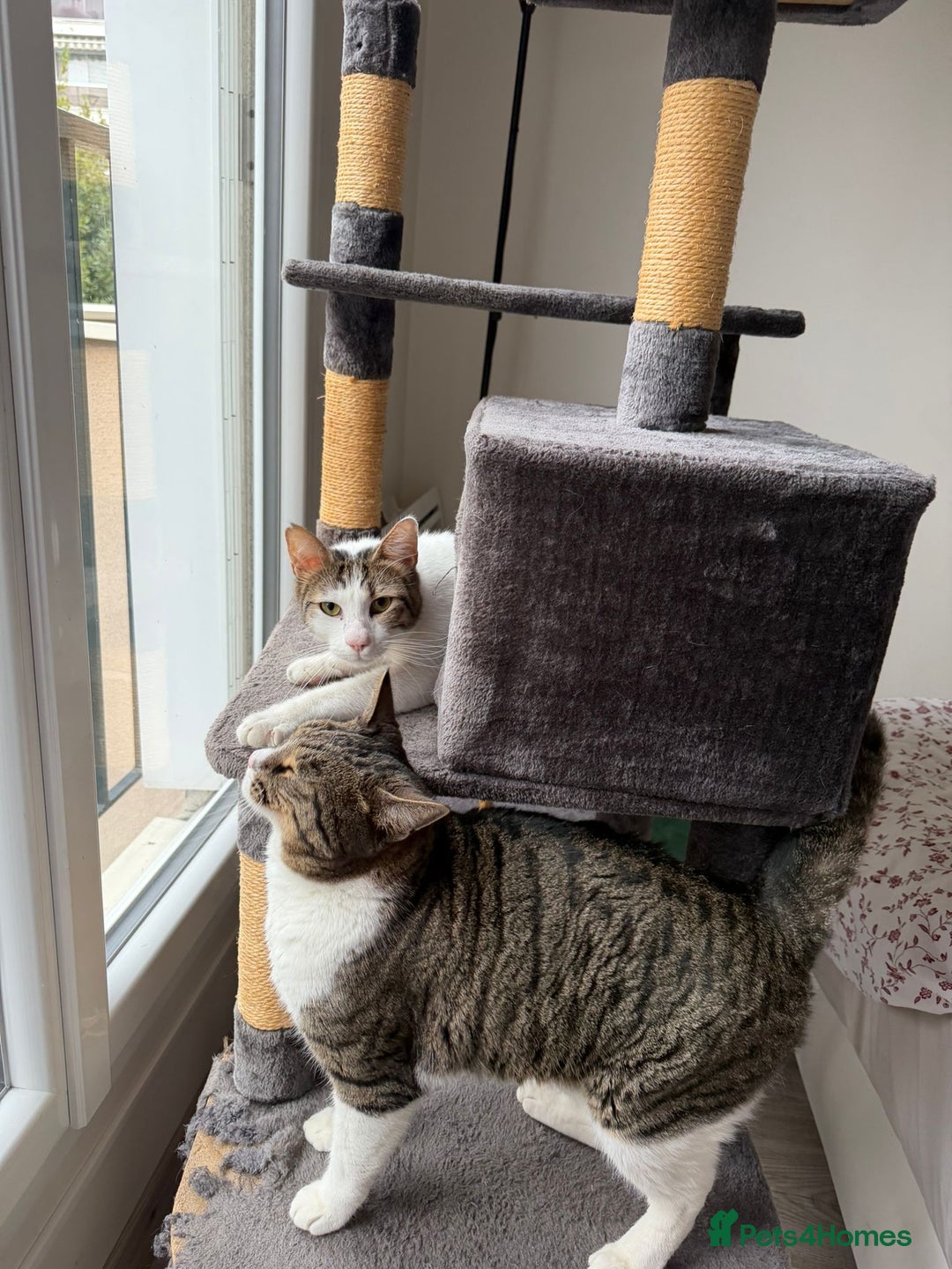 Mixed Breed cats for adoption: They Survived. Now They’re Ready to Be Loved - Advert 7