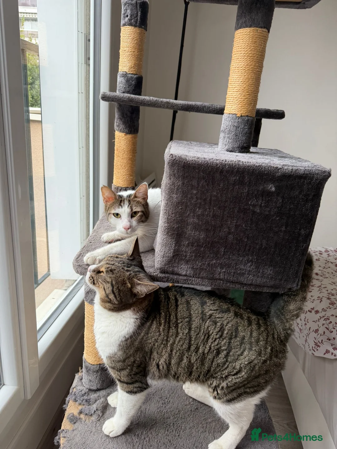 Mixed Breed cats for adoption: They Survived. Now They’re Ready to Be Loved - Advert 7