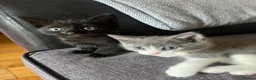 Mixed Breed cats for sale: 3 girl kittens for sale  - Advert 2