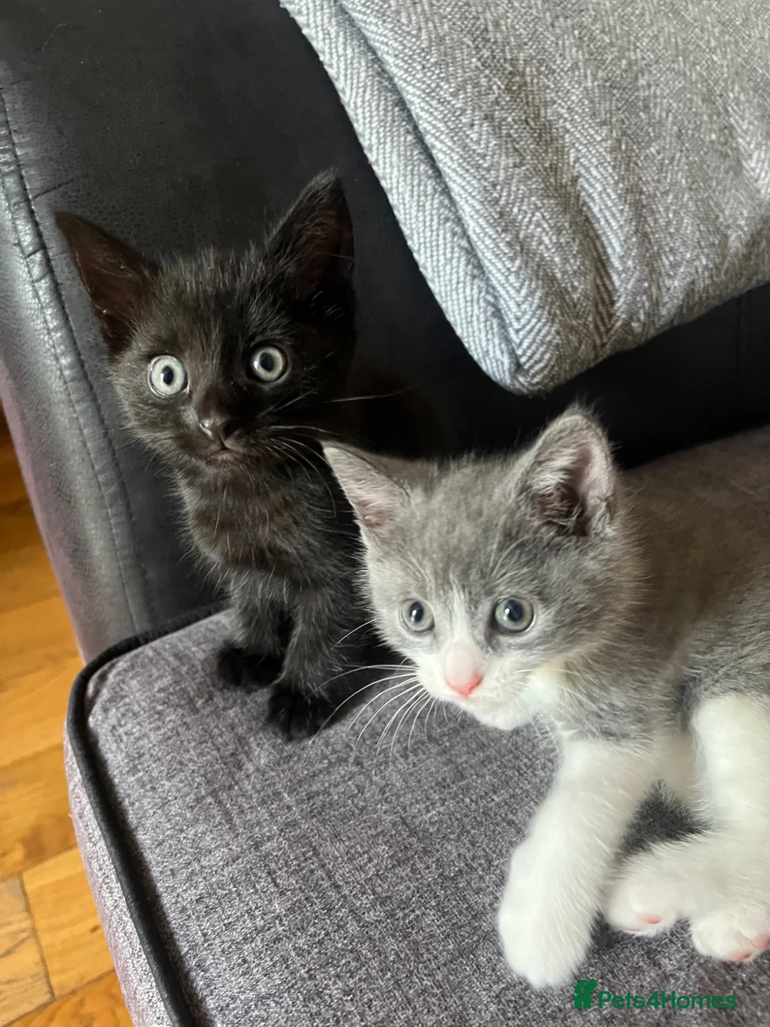 Mixed Breed cats for sale: 3 girl kittens for sale  - Advert 2