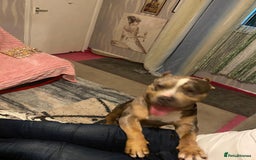 American Bully dogs for sale: American bully  - Image 10