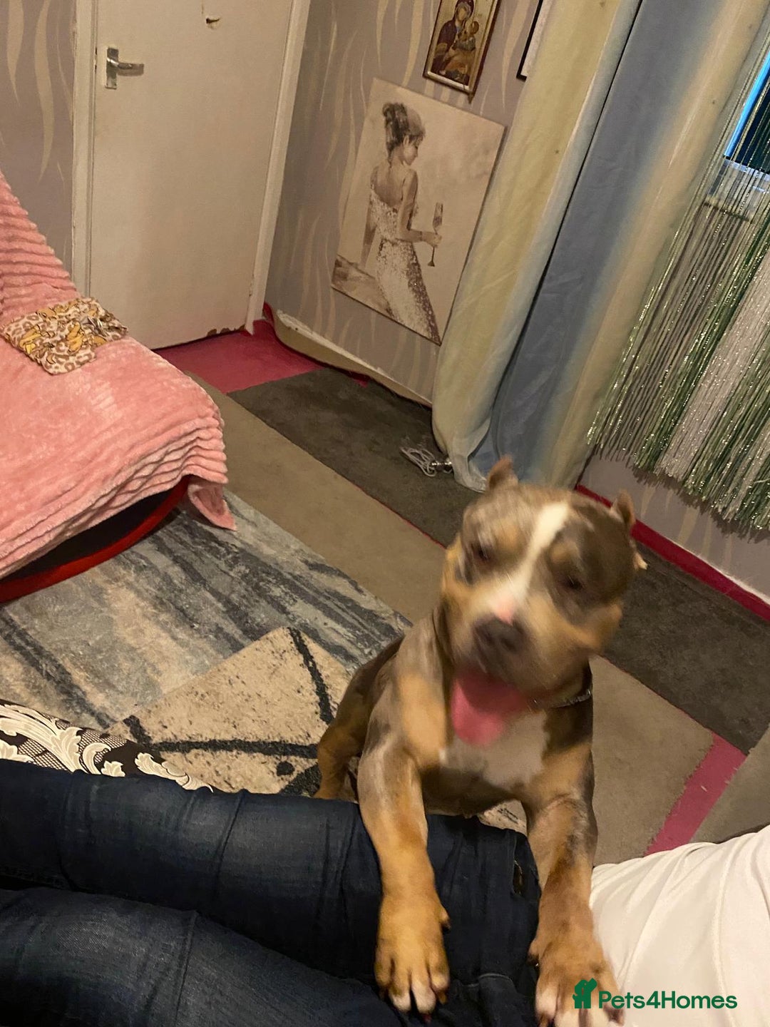 American Bully dogs for sale: American bully  - Image 10