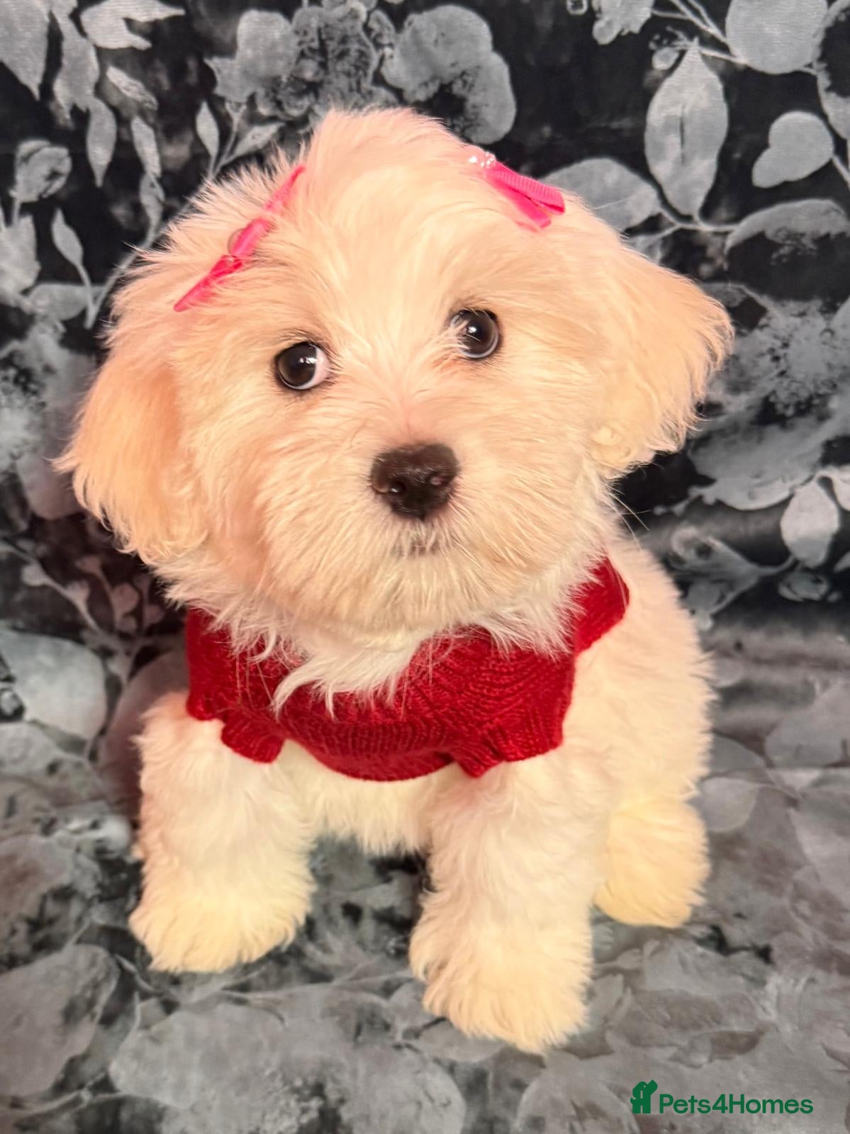 Maltipoo dogs STUNNING MALTIPOO GIRLS READY TO LEAVE NOW!  - Advert 5