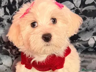 Maltipoo dogs STUNNING MALTIPOO GIRLS READY TO LEAVE NOW! - Advert 5