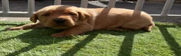 Labrador Retriever dogs for sale: 7 kc chunky Labrador pups  - Advert 9